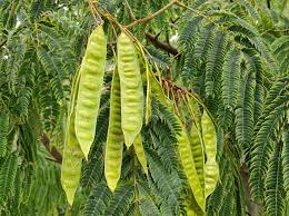 Image result for Albizia zimmermannii