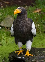 Birds Of Prey Animals Wiki Steller S Sea Eagle Wikipedia Steller S Sea Eagle Sea Eagle Birds Of Prey
