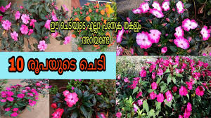 Prized by home gardeners for the colors of these blooms, which almost glow with vibrancy, new guinea impatiens are named after their native island of new guinea. New Guinea Impatiens Plant Care In Malayalam Care Of Impatiens Balsam Plant Youtube
