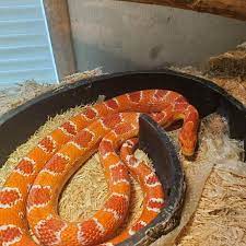 Pin On Reptiles