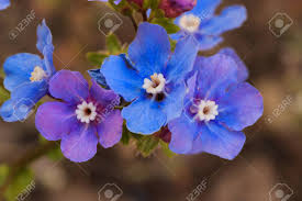 4.5 out of 5 stars. Vibrant Blue And Purple Wildflowers In The Forget Me Not Family Stock Photo Picture And Royalty Free Image Image 65248279
