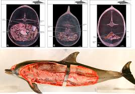 Muscular System An Overview Sciencedirect Topics