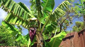 Cara Menanam Pohon Pisang Kutanam