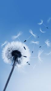 Pin By Lisa On My Saves In 2020 Dandelion Wallpaper Dandelion Flower Wallpaper