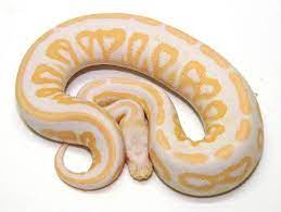 Ball Pythons Morphs Pictures Gallery Ball Python Ball Python Morphs Ball Python Colors