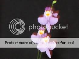 Image result for Utricularia welwitschii