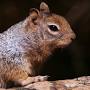 rock squirrel facts from en.wikipedia.org