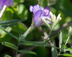 Image result for Vicia
