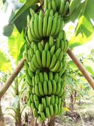 Pisang cavendish merupakan komoditas buah tropis yang sangat popular di dunia, di indonesia, pisang ini lebih dikenal dengan sebutan pisang ambon putih. Cara Mematangkan Pisang Cavendish Yang Baik Dan Benar Tips Petani