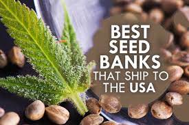 The owner, ben dronkers, had always had a passion for cannabis and its genetics, travelling across many parts of the world collecting seeds from high quality local strains. Cannabis Seeds Reputable Seed Banks In The Us 2021 Peninsula Daily News