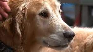 Common misconceptions about breed rescue. Golden Retriever Chunk Missing For 2 Weeks Back With Family After Being Rescued From Barnegat Bay Abc7 New York