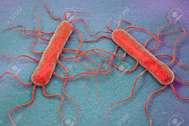 This bacteria is ubiquitous in the environment where it can act as either a saprophyte. 3d Illustration Of Bacterium Listeria Monocytogenes Gram Positive Stock Photo Picture And Royalty Free Image Image 71355182