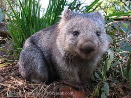 20 Utterly Adorable Pictures To Convince You That Wombats Are The Future Cute Wombat Cute Animals Australian Animals