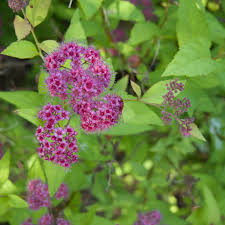Image result for Spiraea bumalda