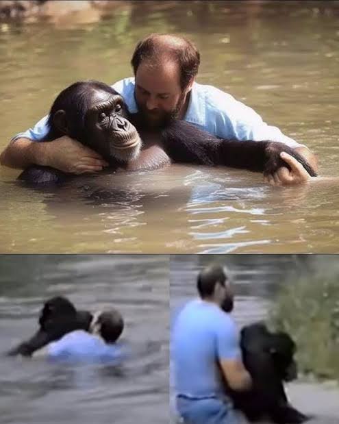 At the Detroit Zoo, truck driver Rick Swope witnessed a chimp named Jo-Jo  fall into a deep moat after a fight with another male. Unable to swim,  Jo-Jo was drowning as onlookers