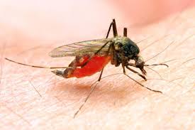 When mosquitoes bite people, the most common reactions to the bite are itching and swelling. Mosquito Latest News Breaking Stories And Comment The Independent