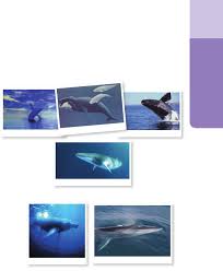 Kelelawar bulldog menghasilkan suara paling keras di antara kelelawar dan dapat mencapai 140 suara mereka tidak terdengar oleh manusia seperti di kisaran ultrasonik mencapai dari 20 khz paus dikenal karena nyanyian mereka. Planet Fauna 1 Flipbook Pdf Dokument Pub