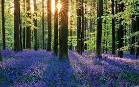 Bluebells hyacinth not to be missed. Hallerbos In Belgium Is The Natural Fairytale Horn Necklace