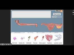 Van breda vriesman, robin smithuis, dries van engelen and julien b.c.m. Digestive System Gizmo Introduction Youtube