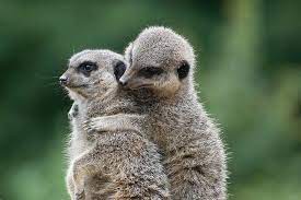Meerkats Cute Animals Meerkat Animal Hugs
