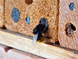 A wasp looks more sleek. What Are Carpenter Bees Stop Wood Boring Get Rid Of Them The Pest Rangers
