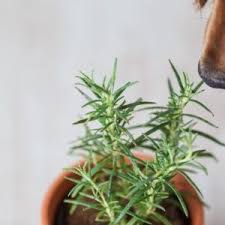 Krauter Fur Hunde Gutes Aus Dem Garten In 2020 Schnecken Im Garten Schadlinge Im Garten Pflanzen Gegen Schnecken