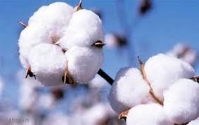 نتيجة الصورة لـ نبات القطن Cotton Cotton Plant Organic Gardening Tips