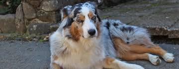 Contact the barney ranch for miniature australian shepherd for sale, mini breeders, aussie puppies, pups in oregon, washington, montana beavercreek oregon. Australian Shepherd Breeder Aussie Puppies Deadwood Oregon