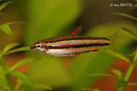 В европу впервые рыбки были завезены в 1928 году. Nannostomus Marginatus Dwarf Pencilfish Biolib Cz