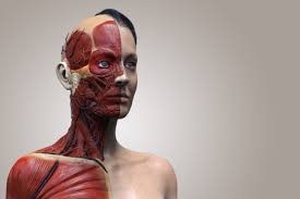 Time for a human muscle anatomy lesson with the. Human Body Anatomy Of A Female Woman Muscular Anatomy Isolated 3d Render Of The Face Neck And Chest Royalty Free Images Photos And Pictures