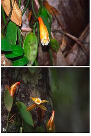 Image result for Microcoelia physophora