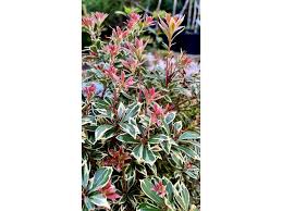 Image result for Pieris japonský little heath obrázek