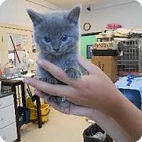 Find russian blues kittens & cats for sale uk at the uk's largest independent free classifieds site. Cincinnati Oh Russian Blue Meet 2 Russian Blue Babies A Pet For Adoption