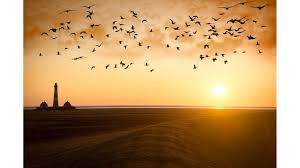 Wann fliegen zugvögel los und wohin? Zugvogel Die Routen Der Vogel Geolino