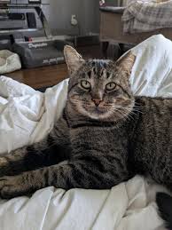 ‪Adoptable Cats – SPCA‬‏