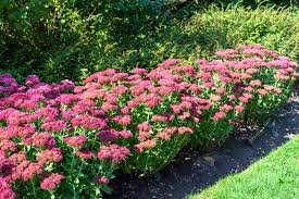 Image result for Sedum