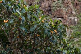 Image result for Eschenbachia gouanii