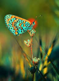Love The Colour Bellos Insectos Mariposas De Colores Fotos De Mariposas