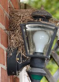 Image result for Robin Egg Blue 1983 Hussmann