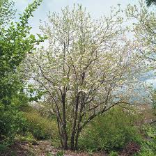 Image result for Searsia monticola