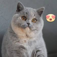 scottish straight cats cats british shorthair cats cattery