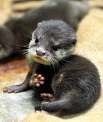 Image result for cute baby animals