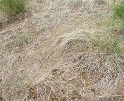 Image result for Aristida effusa