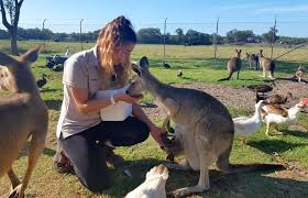 The eastern grey kangaroo is predominantly because of its grazing habits, the kangaroo has developed specialised teeth that are rare amongst mammals. 10 Facts About Kangaroos Australia S Most Famous Animal