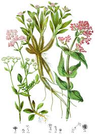 Image result for Valerianaceae