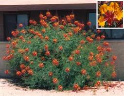 Bird Of Paradise Tree Arizona Red Bird Of Paradise Shrub Succulent Landscape Design Plants Arizona Landscape