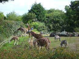 Find traveler reviews and candid photos of dining near belfast zoo in newtownabbey, united kingdom. Belfast Zoo Wikipedia