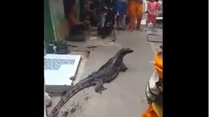 Biawak dapat hidup hingga 22 tahun di penangkaran dan beberapa dapat mencapai panjang hampir enam kaki. Pasukan Oranye Syok Mahluk Raksasa Ini Nongol Dari Selokan Jakarta