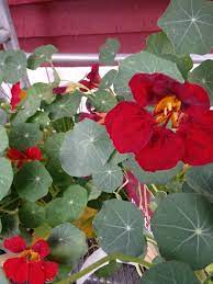 Pin On Annuals