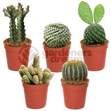 Maybe you would like to learn more about one of these? Small Indoor Mini 5cm Cactus X5 Easy To Grow Houseplants